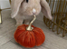 15 week old mini lop buck Bertie