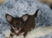 Urgent /Urgent Chihuahua puppy