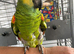 Tame blue fronted Amazon