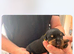 7 Rottweiler puppies