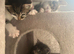 Kittens for sale