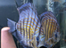 Discus - Breeding pair