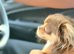 Longhaired chocolate and tan chihuahua