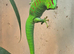 Lovely Male Day Gecko.