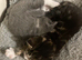 Ready now! Beautiful part pedigree kittens