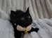 Gorgeous British shorthair mix kitten