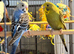 budgies available 9 weeks old