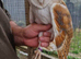 barn owls x 2