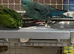 Stunning Baby Lineolated Parakeets