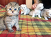 Chinchilla and golden chinchilla persian kittens