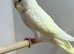 For sale aviary budgies 8 to 10 weeks old