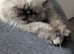 7 mth old tortie seal point