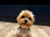TOY SIZE YORKSHIRE TERRIER BOYS