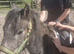 12.2HH DARTMOOR HILL GELDING
