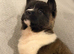 AKITA PUPS FROM KC REG REG PARENTS.
