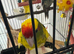 3 x Hand reared baby kakarikis for sale 12 weeks old