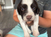 Miggers pups ForSale