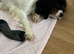 King Charles