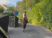 Super allrounder gelding 16hh