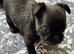 Litter of Griffon crossers