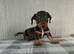 Jackshund
