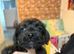 Jackapoo F1 Puppies
