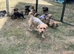 BORDER TERRIER X JRT