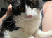 2 boy cats FREE