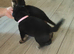German shepherd cross mastiff. Cross husky cross staff