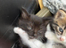 4 beautiful kittens for sale