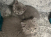 Lovely British shorthair boy