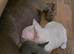 French bulldog puppies