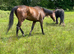 15.3 tb mare