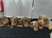 Kc reg miniature dachshunds