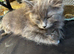 Ragdoll X British Short hair 2 female kittens
