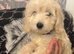 3 cockapoo puppies ready to go
