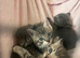 Beautiful silver tabby kittens ready for forever homes!