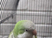 Loving Super tame green quaker