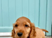 Golden cocker spaniel