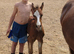 Welsh sec c colt