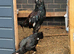 Aseel Breeding Pair for Sale - Hen & Cock
