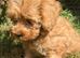 Cockapoo puppies