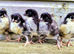 CHICKS ! Pure breed and large fowl selection including sexed females