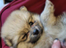 Pomeranian boy and girls