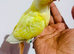 Gorgeous baby albino conure