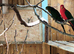 Proven pair king parrots