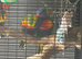 2 lovely rainbow lorikeets and cadge