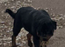 Adult male 1 year old