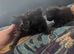 Kittens for sale ... READY TO LEAVE NOW