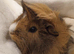 Two guinea pig girls